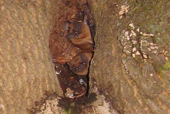 Prebivalci Ljubljane so tudi drevesa in netopirji